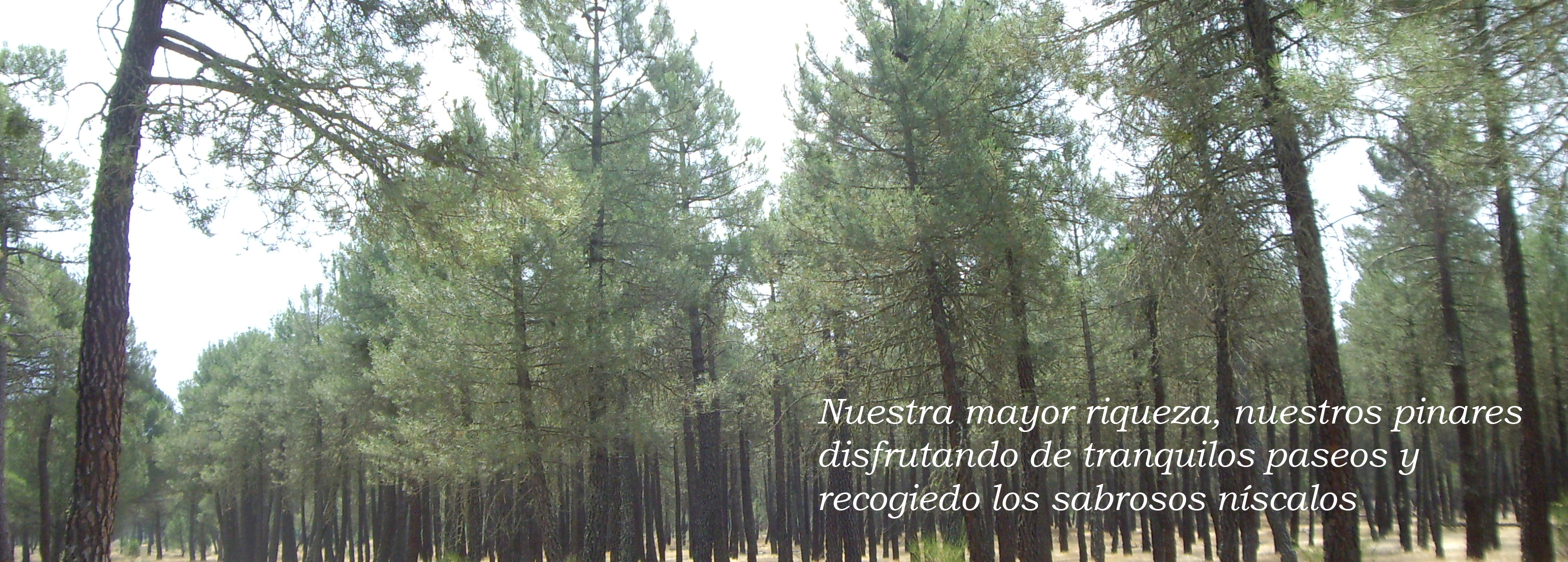 Pinares en Vinaderos